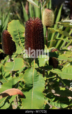 Banksia praemorsaor bekannt als cut-Blatt banksia der einheimische australische Blume Stockfoto