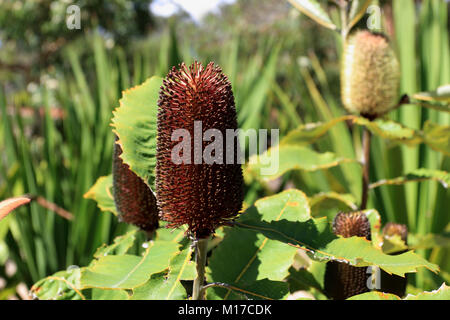 Banksia praemorsaor bekannt als cut-Blatt banksia der einheimische australische Blume Stockfoto