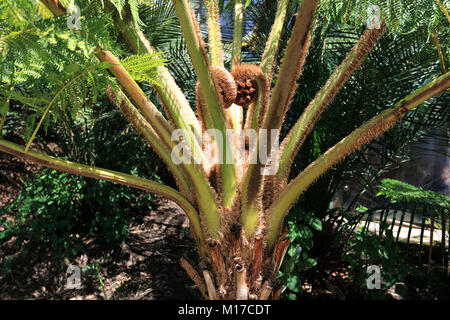 Cyathea cooperi oder Australischer Baumfarn Stockfoto