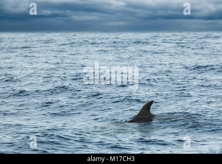 Fin der Gemeine Delfin Schwimmen im Atlantik in der Nähe der Insel Madeira ist bewölkter Tag, Portugal Stockfoto