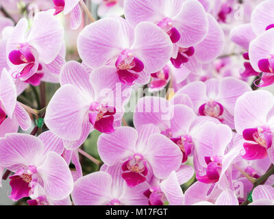 Frische Aufblühen der Phalaenopsis Orchidee im Botanischen Garten. Stockfoto