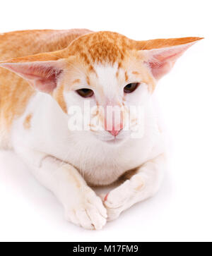 Nahaufnahme einer Orientalisch Kurzhaar Katze in die Kamera vor weißem Hintergrund suchen Stockfoto
