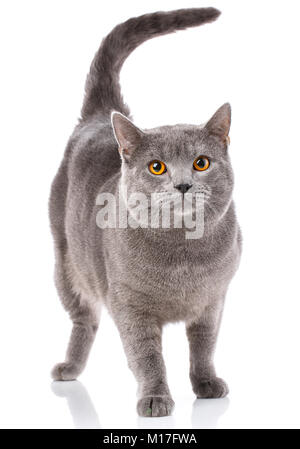 Chartreux Katze, stehend vor auf weißem Hintergrund Stockfoto