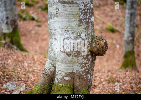 Fagus sylvatica. Buche, Stamm. Cansiglio Wald. Prealpi Venete. Italien, Europa. Stockfoto