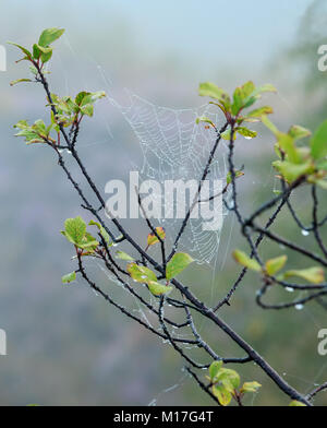 Early Misty Morning Dew Drops auf Spinnennetz auf den Ästen. Stockfoto