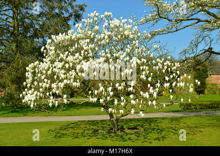 Magnolia 'Columbus' Lateinischer Name Magnolia denudata x Magnolia veitchii Stockfoto