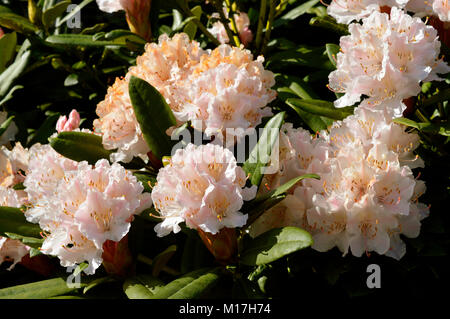 Rhododendron Weihnachtsstimmung Blumen Stockfoto