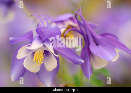 Aquilegia Fettpölsterchen. H. in der 'Spring Magic' - Gartenakelei Stockfoto