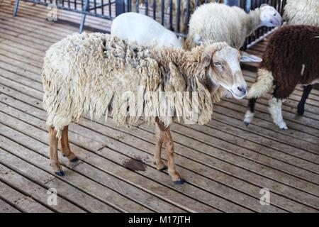 Schafe stehen auf Holzboden im Stall. Stockfoto