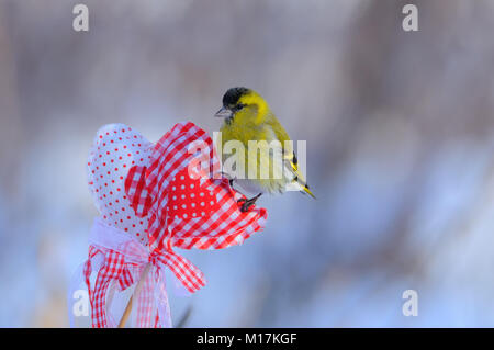 Kleine eurasian siskin (Spinus spinus) sitzt auf einem Herzen zum Valentinstag mit weichen dawn Hintergrund. Stockfoto