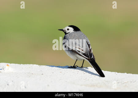 Bachstelze (Motacilla alba) sitzt auf einem Beton Zaun auf einen grünen Hintergrund. Stockfoto