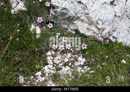 Rosa Cinquefoil wächst an Berghängen oberhalb des Grödnertales Die Dolomiten Südtirol Italien Stockfoto