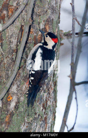 Syrische Specht (Dendrocopos syriacus). männlich. Russland, das astrakhan Region (Ryazanskaya Oblast), der Pronsky Bezirk, Denisovo. Stockfoto