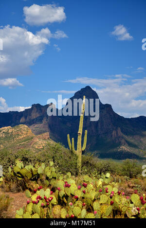 Baboquivari baboquivari Peak, Berge, Sonoran Wüste, Tohono O'odham Reservierung, südöstlich von Verkauft, Arizona, USA. Stockfoto