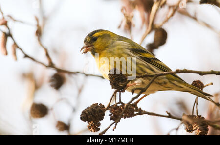 Eine atemberaubende männlichen Siskin (Carduelis spinus) in einem Erle essen das Saatgut aus dem Kegel thront. Stockfoto