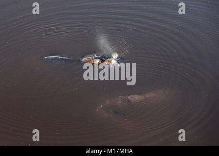 Hippo von oben helicopterflight, Khwai, Okavango Delta Botswana, sprühen Wasser in Luft zu nehmen Stockfoto