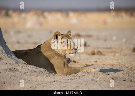 Löwe am Wasserloch der Nxai Pfannen in Botswana liegen mit springbok im Hintergrund Stockfoto