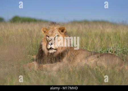 Große männliche Löwe im langen Gras in Central Kalahari Game Reserve in Botswana, auf der Suche nach Beute, um im goldenen Licht suchen Stockfoto