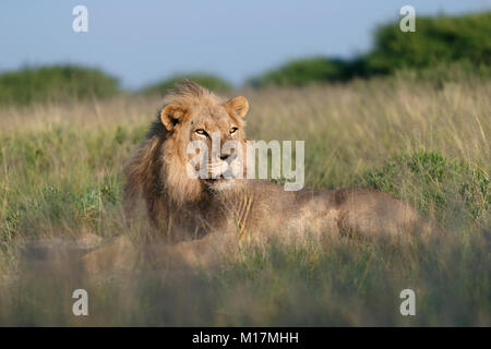 Große männliche Löwe im langen Gras in Central Kalahari Game Reserve in Botswana, auf der Suche nach Beute, um im goldenen Licht suchen Stockfoto