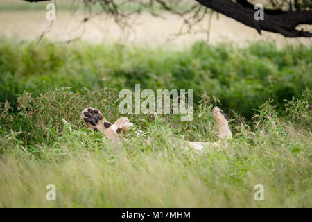 Löwin verstecken sich in langen grünen Gras, auf dem Kopf liegend mit Pfoten in der Luft, im Central Kalahari Game Reserve in Botswana Stockfoto