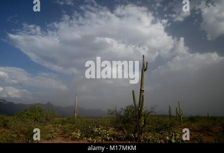 Baboquivari Berge, Sonoran Wüste, Tohono O'odham Reservierung, südöstlich von Verkauft, Arizona, USA. Stockfoto