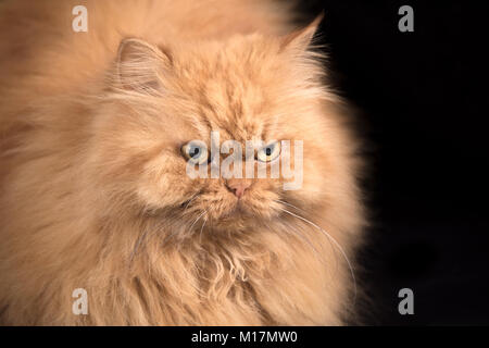 Portrait von Flauschigen orange Persian cat Stockfoto