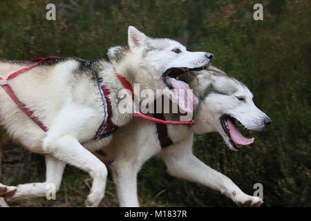 Aviemore, Schottland. 28. Januar 2018. Schlittenhunde nehmen an Tag zwei des 35. jährlichen Aviemore Sled Dog Rally stattfindet. Schnee hat vom starken Regen gewaschen worden, damit die Teams Räder die Arbeit härter für die Hunde, Aviemore, Schottland, 28. Januar, 2018 Quelle: Barbara Koch/Alamy leben Nachrichten Stockfoto