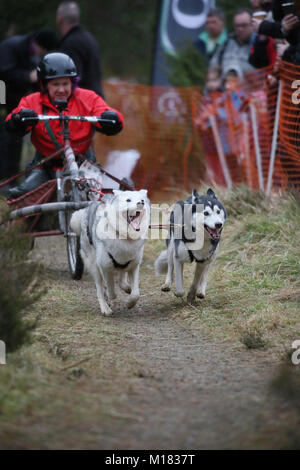 Aviemore, Schottland. 28. Januar 2018. Tag zwei des 35. jährlichen Aviemore Sled Dog Rally statt. Schnee hat vom starken Regen gewaschen worden, damit die Teams Räder die Arbeit härter für die Hunde, Aviemore, Schottland, 28. Januar, 2018 Quelle: Barbara Koch/Alamy leben Nachrichten Stockfoto