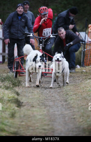 Aviemore, Schottland. 28. Januar 2018. Aufgeregt Hunde der ohne ihre Musher an Tag zwei des 35. jährlichen Aviemore Sled Dog Rallye eingestellt. Schnee wurde durch starken Regen fallen, gewaschen, damit die Teams Räder die Arbeit härter für die Hunde, Aviemore, Schottland, 28. Januar, 2018 Quelle: Barbara Koch/Alamy leben Nachrichten Stockfoto