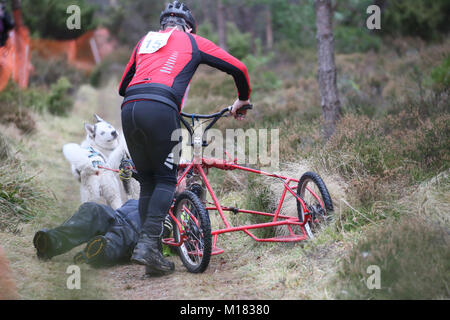 Aviemore, Schottland. 28. Januar 2018. Ein Rennen Marschall auf dem Boden liegt in sprang in den Pfad der Hund Team, der ohne ihre Musher an Tag zwei des 35. jährlichen Aviemore Sled Dog Rally gesetzt hatte. Schnee wurde durch starken Regen fallen, gewaschen, damit die Teams Räder die Arbeit härter für die Hunde, Aviemore, Schottland, 28. Januar, 2018 Quelle: Barbara Koch/Alamy leben Nachrichten Stockfoto