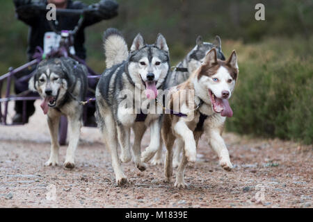 Aviemore, Schottland - 28. Januar 2018: Der Siberian Husky Club von Großbritannien Phasen seiner 35. jährlichen Sled Dog Rally auf Waldwegen in Glenmore in Schottland, gesponsert von Csj Spezialist canine Feeds. Wegen Mangel an Schnee, die Hunde ziehen spezielle Dreirädrigen Karren statt Schlitten. Credit: AC Images/Alamy leben Nachrichten Stockfoto