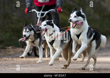 Aviemore, Schottland - 28. Januar 2018: Der Siberian Husky Club von Großbritannien Phasen seiner 35. jährlichen Sled Dog Rally auf Waldwegen in Glenmore in Schottland, gesponsert von Csj Spezialist canine Feeds. Wegen Mangel an Schnee, die Hunde ziehen spezielle Dreirädrigen Karren statt Schlitten. Credit: AC Images/Alamy leben Nachrichten Stockfoto