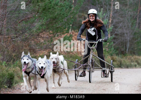 Aviemore, Schottland - 28. Januar 2018: Der Siberian Husky Club von Großbritannien Phasen seiner 35. jährlichen Sled Dog Rally auf Waldwegen in Glenmore in Schottland, gesponsert von Csj Spezialist canine Feeds. Wegen Mangel an Schnee, die Hunde ziehen spezielle Dreirädrigen Karren statt Schlitten. Credit: AC Images/Alamy leben Nachrichten Stockfoto