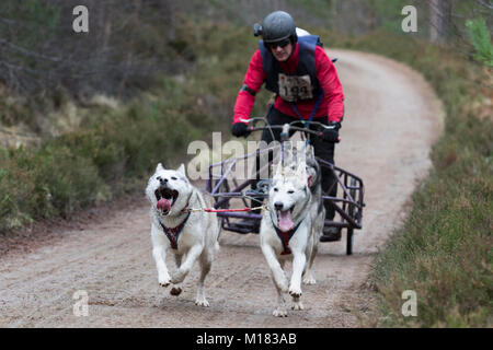 Aviemore, Schottland - 28. Januar 2018: Der Siberian Husky Club von Großbritannien Phasen seiner 35. jährlichen Sled Dog Rally auf Waldwegen in Glenmore in Schottland, gesponsert von Csj Spezialist canine Feeds. Wegen Mangel an Schnee, die Hunde ziehen spezielle Dreirädrigen Karren statt Schlitten. Credit: AC Images/Alamy leben Nachrichten Stockfoto