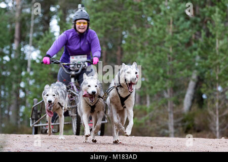 Aviemore, Schottland - 28. Januar 2018: Der Siberian Husky Club von Großbritannien Phasen seiner 35. jährlichen Sled Dog Rally auf Waldwegen in Glenmore in Schottland, gesponsert von Csj Spezialist canine Feeds. Wegen Mangel an Schnee, die Hunde ziehen spezielle Dreirädrigen Karren statt Schlitten. Credit: AC Images/Alamy leben Nachrichten Stockfoto