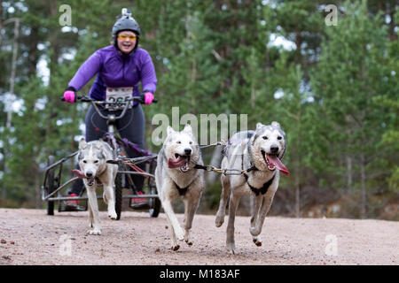 Aviemore, Schottland - 28. Januar 2018: Der Siberian Husky Club von Großbritannien Phasen seiner 35. jährlichen Sled Dog Rally auf Waldwegen in Glenmore in Schottland, gesponsert von Csj Spezialist canine Feeds. Wegen Mangel an Schnee, die Hunde ziehen spezielle Dreirädrigen Karren statt Schlitten. Credit: AC Images/Alamy leben Nachrichten Stockfoto