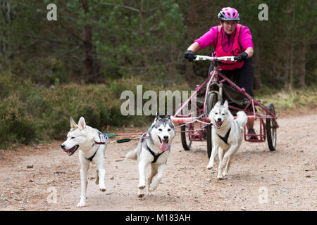 Aviemore, Schottland - 28. Januar 2018: Der Siberian Husky Club von Großbritannien Phasen seiner 35. jährlichen Sled Dog Rally auf Waldwegen in Glenmore in Schottland, gesponsert von Csj Spezialist canine Feeds. Wegen Mangel an Schnee, die Hunde ziehen spezielle Dreirädrigen Karren statt Schlitten. Credit: AC Images/Alamy leben Nachrichten Stockfoto