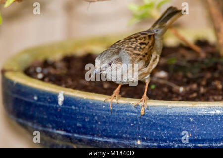 Northampton, Großbritannien, 28. Januar 2018. Vögel in einem Garten in Abington Gegend der Stadt gesehen, während die 2018 RSPB Big Garden birdwatch am Nachmittag eine Dunnock Phasianus colchicus (Prunellidae). Credit: Keith J Smith./Alamy leben Nachrichten Stockfoto