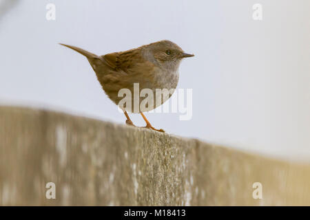 Northampton, Großbritannien, 28. Januar 2018. Vögel in einem Garten in Abington Gegend der Stadt gesehen, während die 2018 RSPB Big Garden birdwatch am Nachmittag eine Dunnock Phasianus colchicus (Prunellidae). Credit: Keith J Smith./Alamy leben Nachrichten Stockfoto