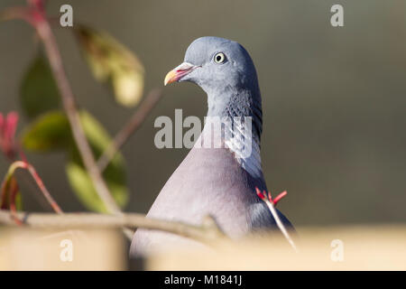 Northampton, Großbritannien, 28. Januar 2018. Vögel in einem Garten in Abington Gegend der Stadt gesehen, während die 2018 RSPB Big Garden birdwatch am Nachmittag eine woodpigeon. Columba palumbus (Columbvidae) Suchen über Zaun. Credit: Keith J Smith./Alamy leben Nachrichten Stockfoto