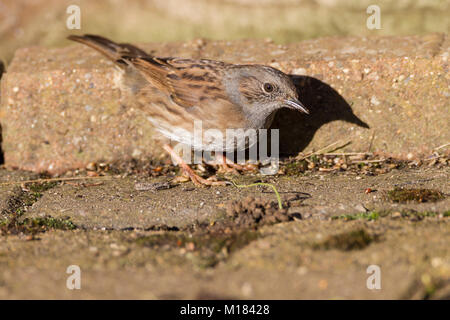 Northampton, Großbritannien, 28. Januar 2018. Vögel in einem Garten in Abington Gegend der Stadt gesehen, während die 2018 RSPB Big Garden birdwatch am Nachmittag eine Dunnock Phasianus colchicus (Prunellidae). Credit: Keith J Smith./Alamy leben Nachrichten Stockfoto