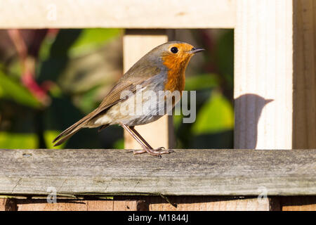 Northampton, Großbritannien, 28. Januar 2018. Vögel in einem Garten in Abington Gegend der Stadt gesehen, während die 2018 RSPB Big Garden birdwatch am Nachmittag eine Robin. Erithacus rubecula (Turdidae). Credit: Keith J Smith./Alamy leben Nachrichten Stockfoto