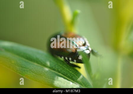 Nahaufnahme eines japanischen Käfer (Popillia japonica) auf einem grünen Blatt. Stockfoto