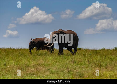 Elefant in der Masai Mara Kenia Afrika Stockfoto