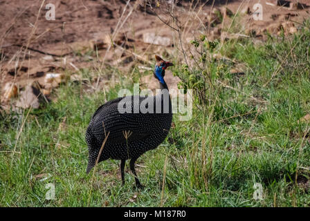Behelmte guineafowl Masai Mara Kenia Stockfoto