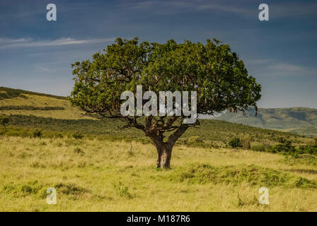 African Sausage Tree in der Savanne Masai Mara Kenia Stockfoto