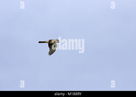 Eurasian sparrowhawk Accipiter nisus Weiblichen im Flug Portland, Dorset England Stockfoto