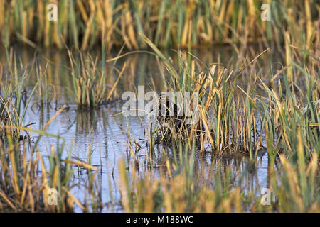 Bekassine Gallinago gallinago versteckt im hohen Grasse Radipole See RSPB Reservat Weymouth Dorset Stockfoto