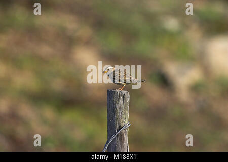 Rock sparrow Petronia petronia auf Zaun Asco Tal Naturelle Parc Regional de la Corse Korsika Frankreich Stockfoto