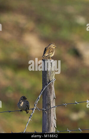 Rock sparrow Petronia petronia auf Zaun Asco Tal Naturelle Parc Regional de la Corse Korsika Frankreich Stockfoto